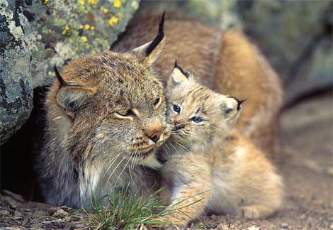 Loups, ours, lynx .... vite le temps presse 5w7buaw1