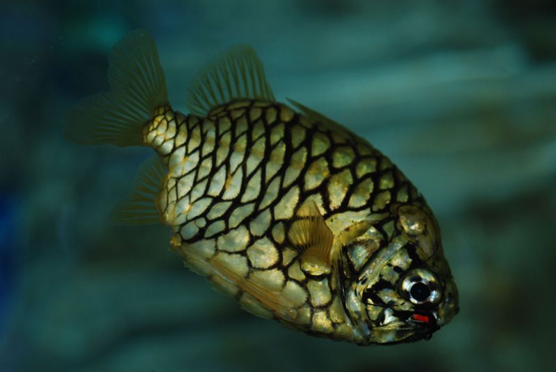 Le Poisson Pomme de Pin