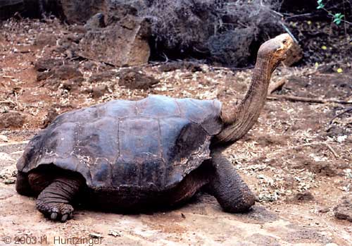 pinta island turtle